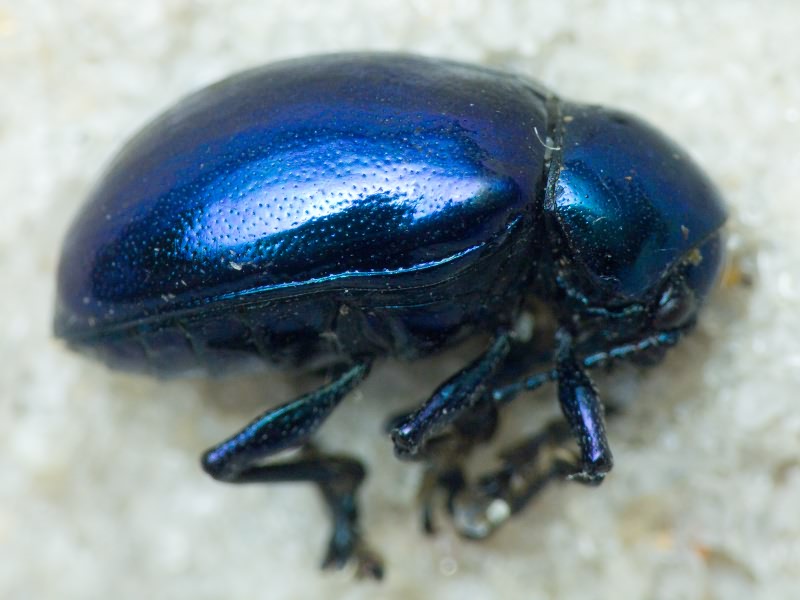 Eumolpus asclepiadeus (Pallas, 1776)